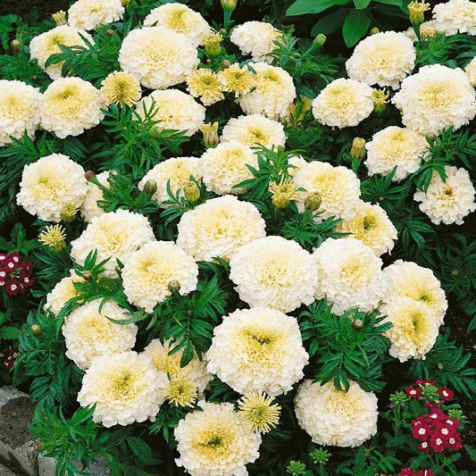 25+ Vanilla African Marigold Seeds for Garden Planting - Tagetes erecta - Non-GMO, USA Grown, Fast Germination