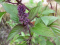 Thai Basil Seeds - Organic Culinary Herb Variety - Ocimum basilicum var. thyrsiflora