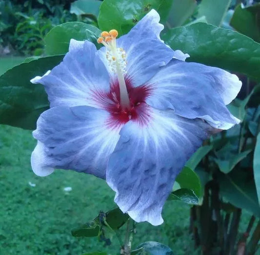Blue Silver Hibiscus Seeds - 20 Perennial Flower Seeds - Hibiscus rosa-sinensis