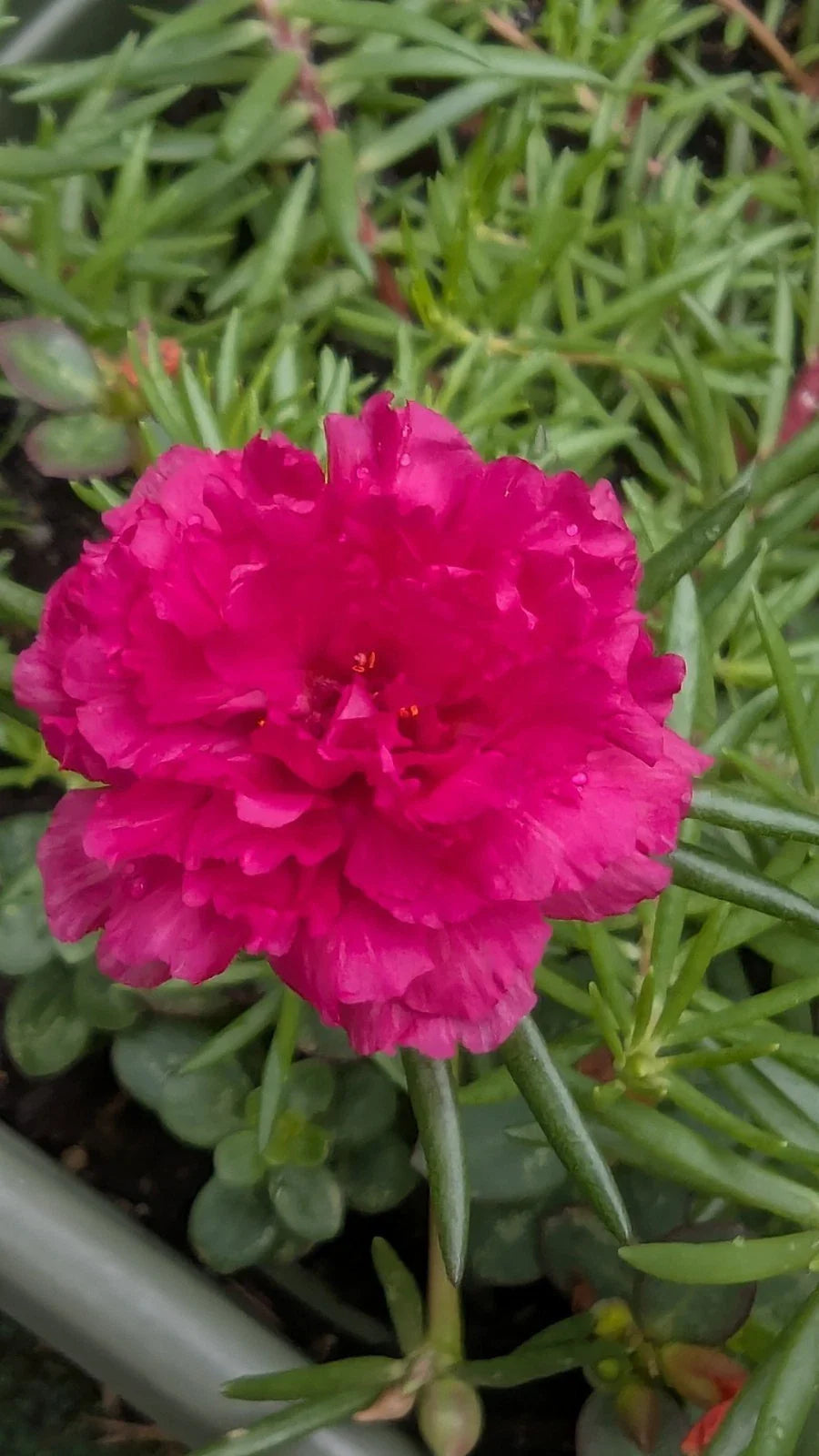 Hot Pink Double Blooms Cuttings - Portulaca Moss Rose - Unrooted Succulent Cuttings - Ideal for Gardening & Planting