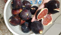 Italian 258 Cutting Plant - Unrooted Tomato Cutting - Solanum lycopersicum Variety