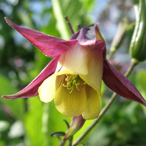 Oriental Columbine Seeds | 50-1,000 Non-GMO Seeds | Aquilegia japonica | Free Shipping