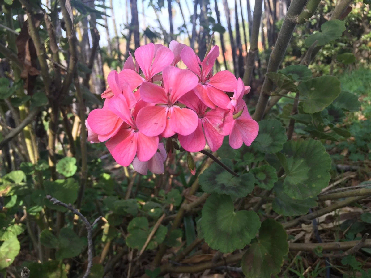 Salmon Pink Pelargonium Zonal Geranium Live Plant Starter Cuttings 4"x8" Fresh Cuttings (Pelargonium zonale)