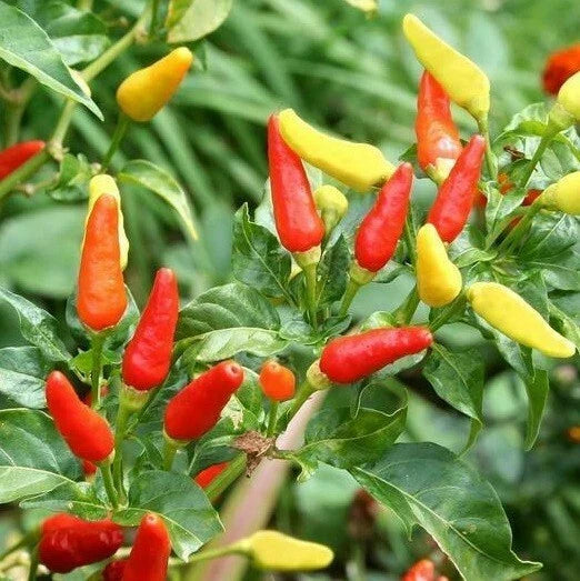 Tabasco Hot Pepper Seeds - 20 to 1000 Seeds - Colorful Plant - Capsicum frutescens for Homemade Hot Sauce