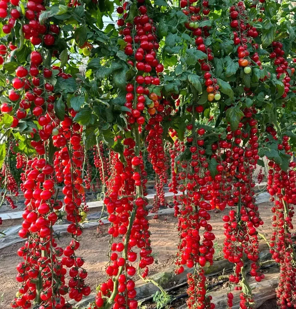 Waterfall Tomato Seeds - 30+ Heirloom Organic Sweet High Yield - Rare Variety - Solanum lycopersicum
