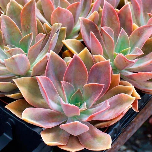 Rare Graptoveria Dusty Succulent 3-Inch Live Plant Fred Ives' (Graptopetalum paraguayense × Echeveria gibbiflora)