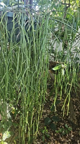 Rhipsalis Cassutha Cuttings - 5 Pack - Selby Botanical Gardens - Epiphytic Cactus - Easy to Root - Tropical Plant