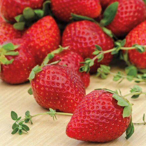 Everbearing Strawberry Plants - 25 Bare-root Ozark Beauty - Fragaria × ananassa - Sweet Red Fruit for Home Garden