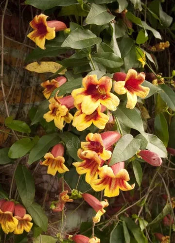 Golden Crossvine Live Plant Bare Root - Hardy Natural Climbing Vine with Golden Flowers (Bignonia capreolata)