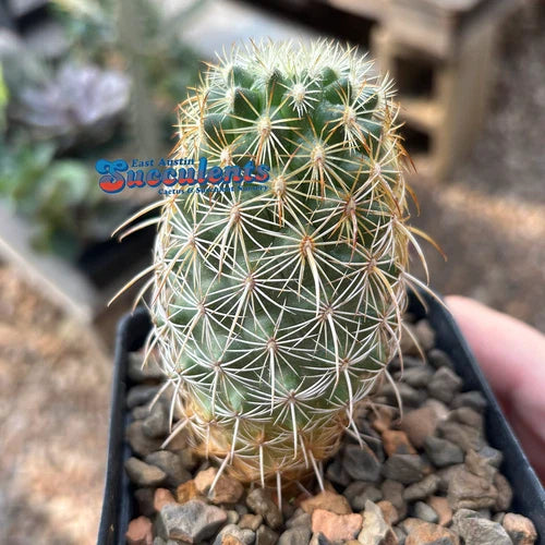 Live Rooted Cacti - 3.25" Coryphantha recurvata - Unique Succulent Plant for Home Decor or Gardening