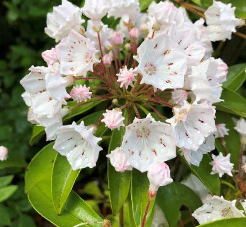White Mountain Laurel Live Plant Bare Root 1 Ft - All Natural Hardy Shrub (Kalmia latifolia)