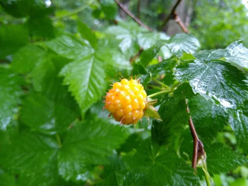 Salmonberry Root Cuttings - 5 Organic Rhizomes - Rubus spectabilis - Live Plants for Fast Growth in USDA Zones 4-9