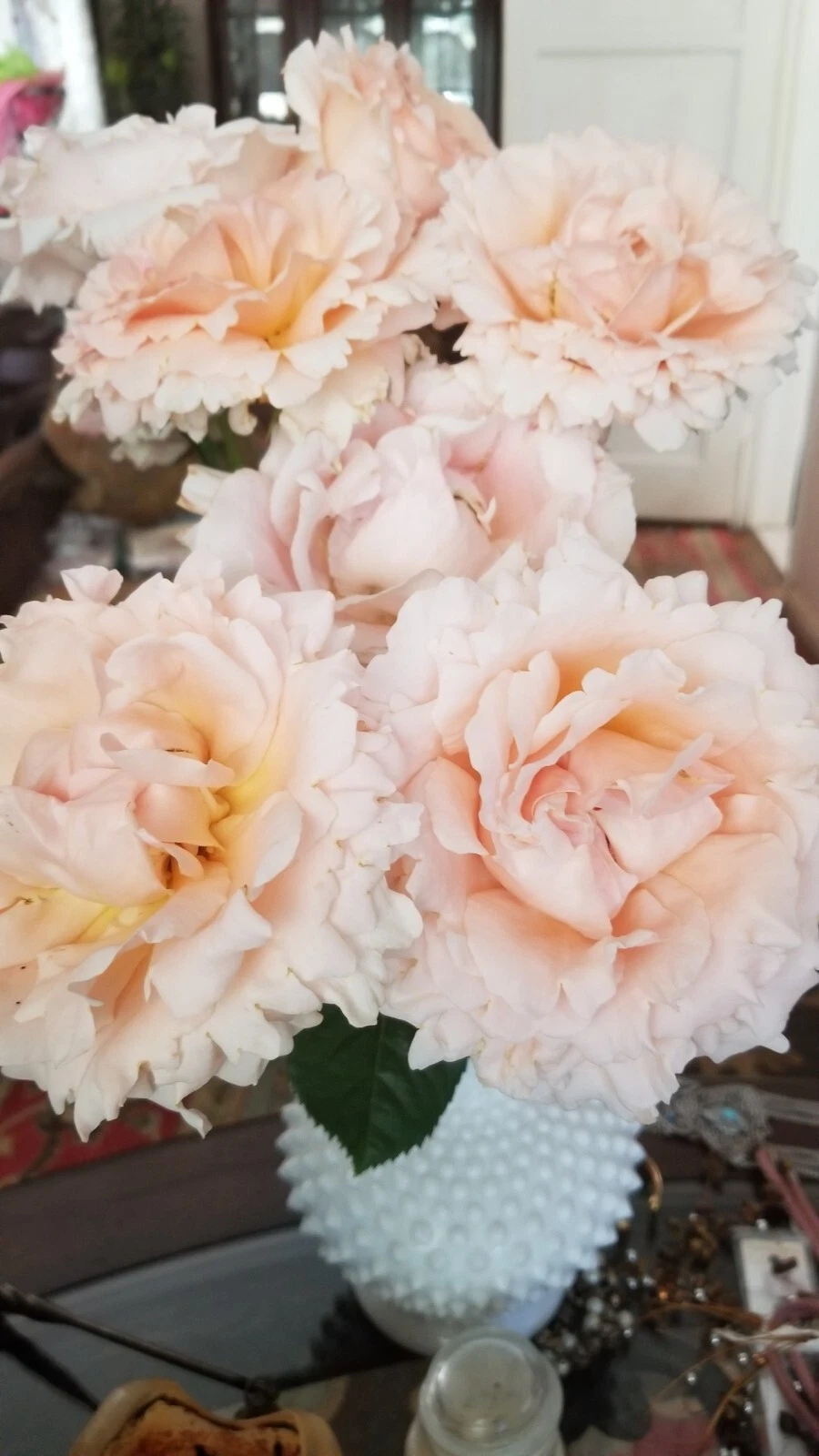 Polka Climbing Rose Cuttings – 3 Fresh Apricot Rose Cuttings, Live Climber Starter Pieces for Garden Trellises & Flowering Vines