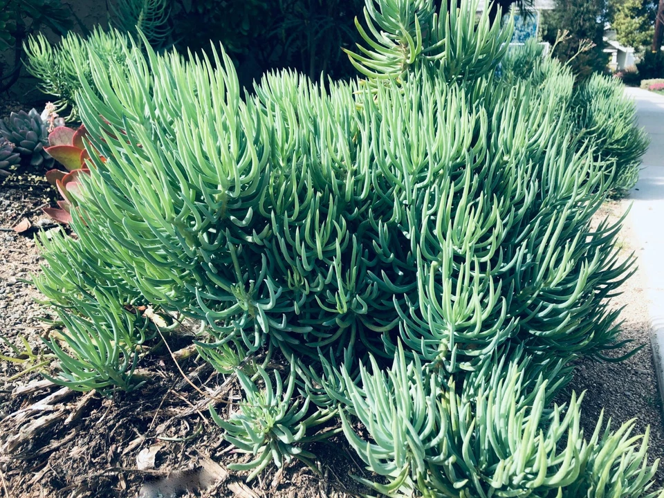 Senecio Vitalis Blue Chalk Fingers – 9 Live 6" Cuttings, Blue Serpents Succulent Sticks for Landscaping, Pots & Drought-Tolerant Gardens