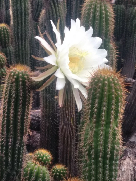 Echinopsis spachiana Golden Torch – 20" Cactus Cutting, Tall Columnar Cactus with Big White Flowers, Live Cutting Ready to Plant