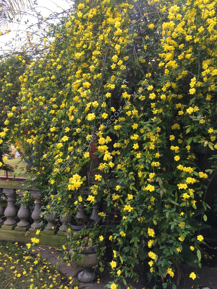 Winter Jasmine Cuttings – 5 Unrooted Jasminum Nudiflorum Cuttings 12 Inch for Planting, Yellow Flowering Vine