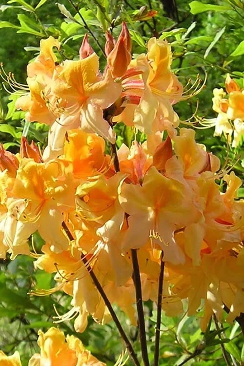 Aromi Azalea ‘Dancing Rabbit’ – Deciduous Rhododendron Small Starter Plant – Dormant Hardy Shrub for Spring Growth