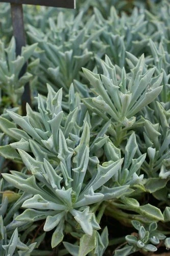 Senecio Kleiniformis Succulent Cuttings – Set of 3 Spear Plant Cuttings, 5+ Inch Live Succulent for Planting