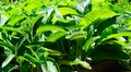 Comfrey Bocking 4 Root – 1 Established Cutting, Symphytum Hybrid Starter for Garden, Fast-Growing Perennial Plant