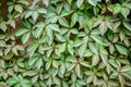 Virginia Creeper Cuttings – 10 Unrooted Parthenocissus quinquefolia Vines, 6–8" Long, Fast Climbing Native Vine for Trellises & Fences