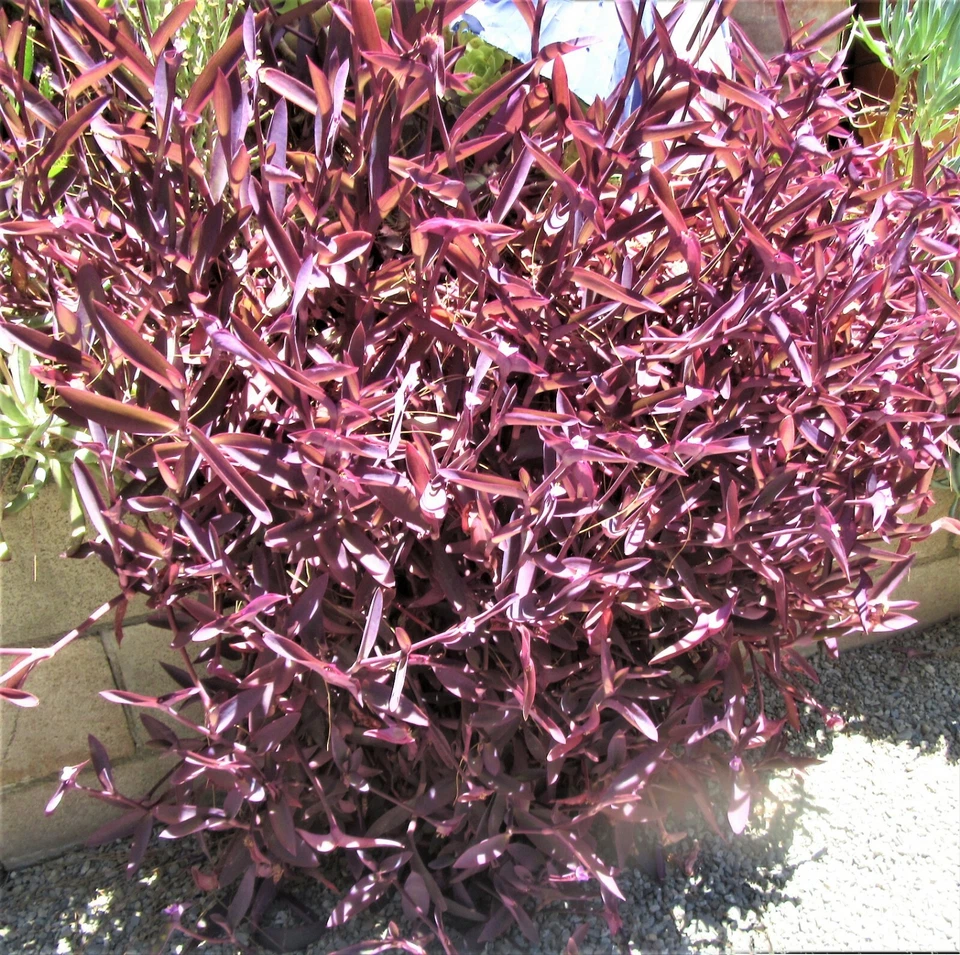 Purple Heart Tradescantia Pallida Cuttings – 8 Unrooted Purple Plant Cuttings – Trailing Houseplant Starter