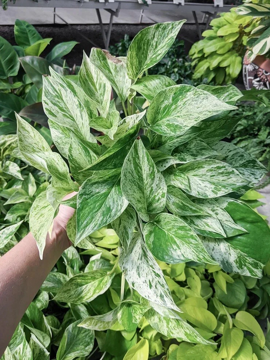 Snow Queen Pothos Cuttings – 3 Live Epipremnum Aureum Cuttings, Variegated Indoor Houseplant for Propagation