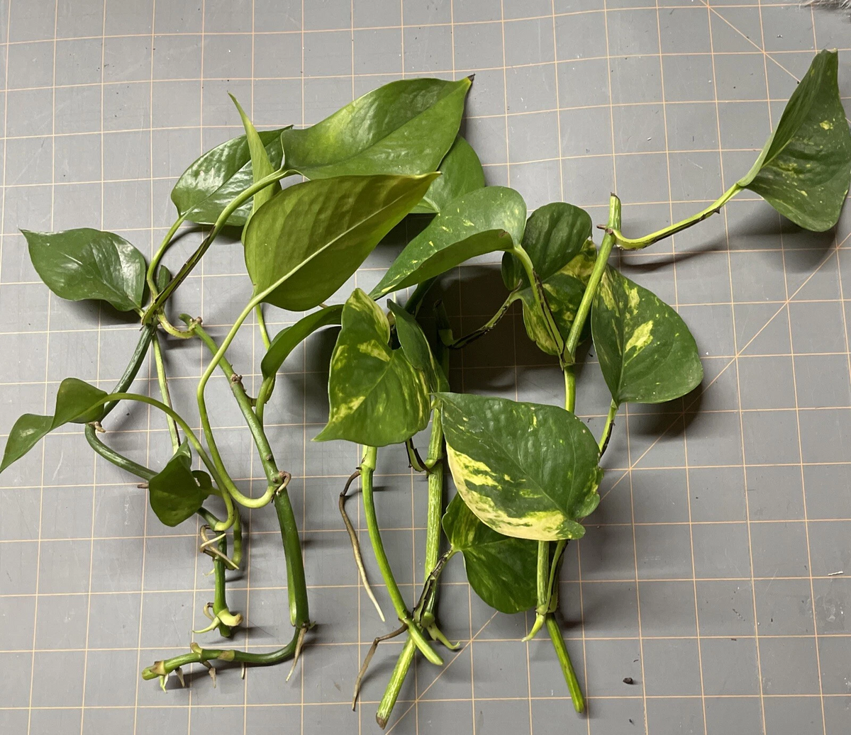 Golden Pothos Rooted Cuttings – 5 Live Epipremnum aureum Plants, Variegated Trailing Houseplant for Indoor Growing