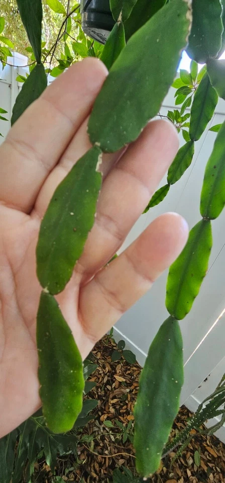 Rhipsalis cf. elliptica Cuttings for Planting – Orchid Cactus, 3 Leaf Segments with Yellow Flowers