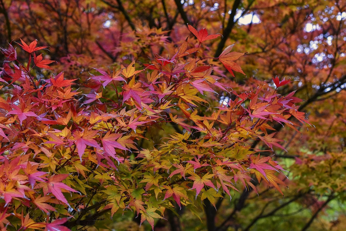 Japanese Maple Cuttings – 15 Fresh 8–12" Stems, Premium Acer palmatum Starter Wood for Rooting or Grafting, Ready to Plant