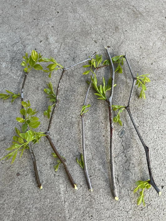 Lang Jujube Tree Cuttings – 5 Fresh Unrooted Cuttings, Chinese Red Date, Ziziphus Jujuba Propagation