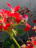 Fireworks Red Geranium Cuttings – 3 Live Unrooted Pelargonium Cuttings, 6 Inch Flowering Plant for Propagation