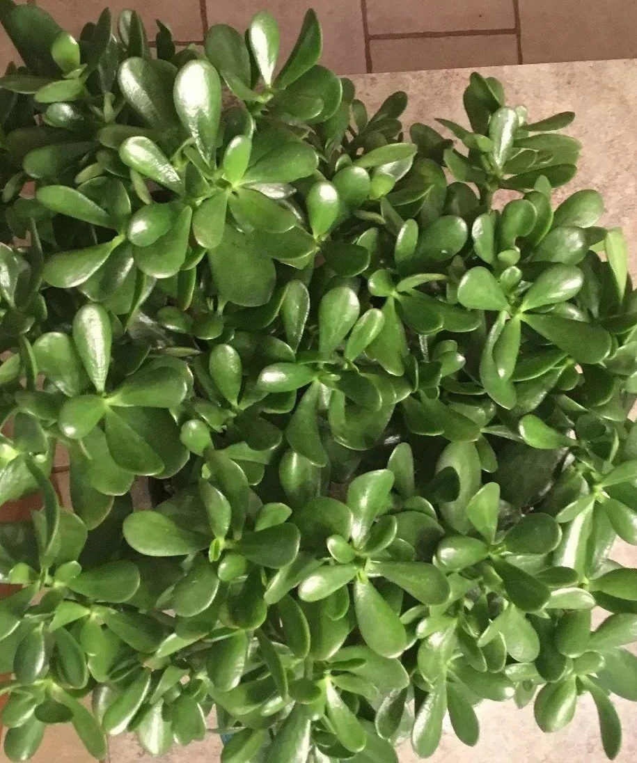 Jade Plant Cuttings – 3 Unrooted Crassula ovata Succulent Cuttings, 3–5 Inch Live Houseplant for Propagation