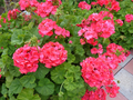 Hardy Fragrant Geranium Cuttings – 5 Fresh Red Orange Pelargonium Cuttings 6 Inches Long for Propagation
