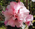 Double Rose of Sharon Live Plant – Pink Hibiscus Althea Starter, 6–12 Inch Flowering Shrub for Garden