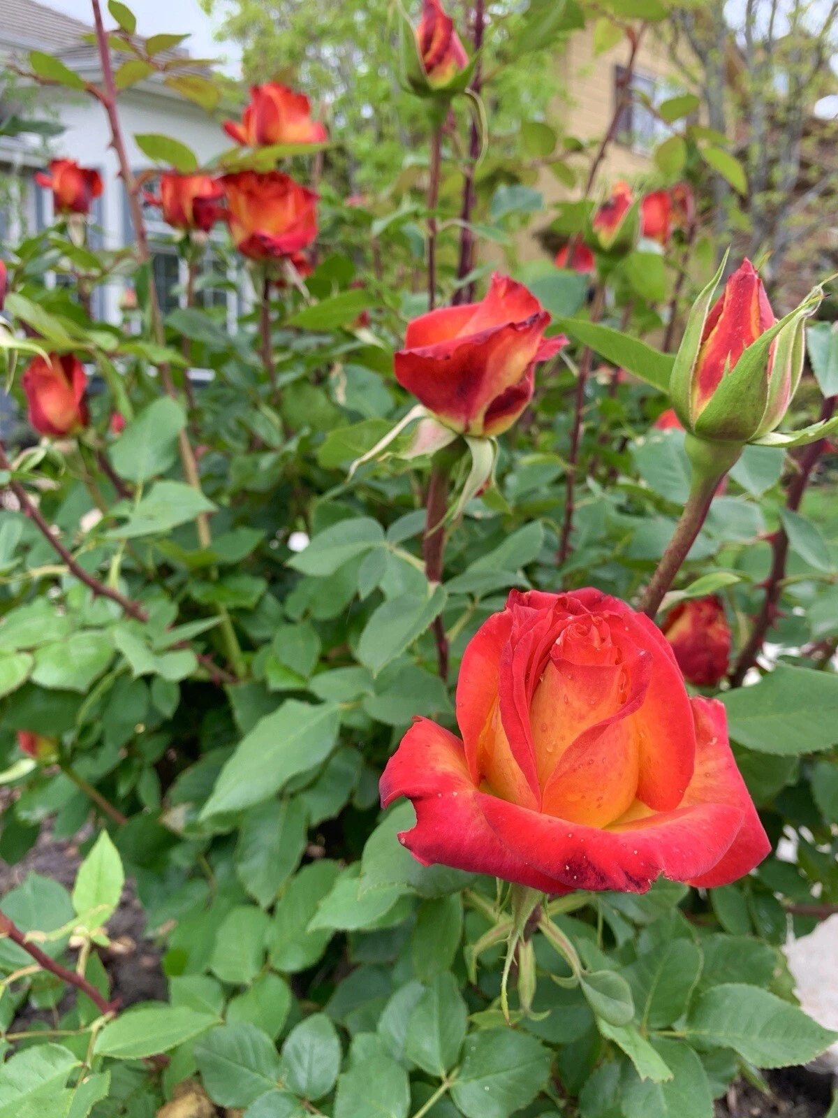 Yellow-Orange Rose Cuttings – 5 Fresh Stems for Planting – Large Bloom Rose Starter Stems for Garden Growing (USA)