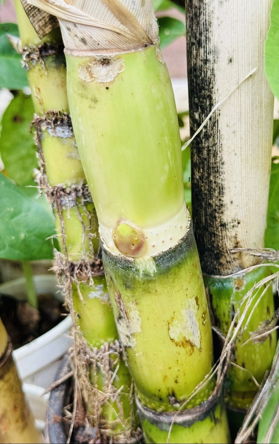Green Sugarcane Cuttings for Planting – 2 Live Saccharum officinarum Stems, Ready to Plant