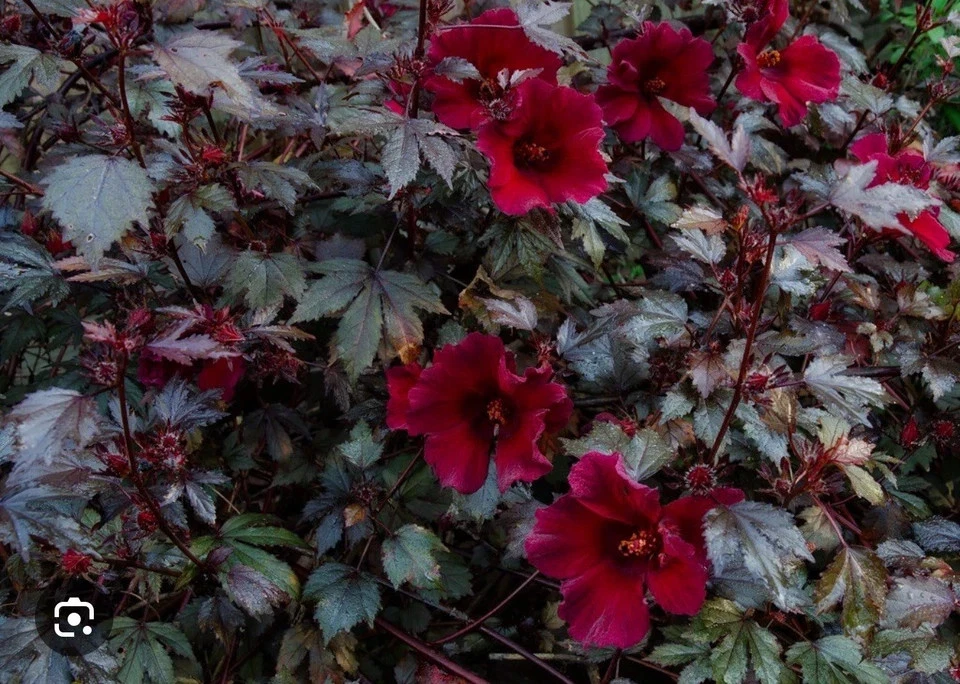 Mahogany Splendor Hardy Hibiscus Live Plant for Planting – Small Rooted Starter, Red Leaf Hibiscus moscheutos