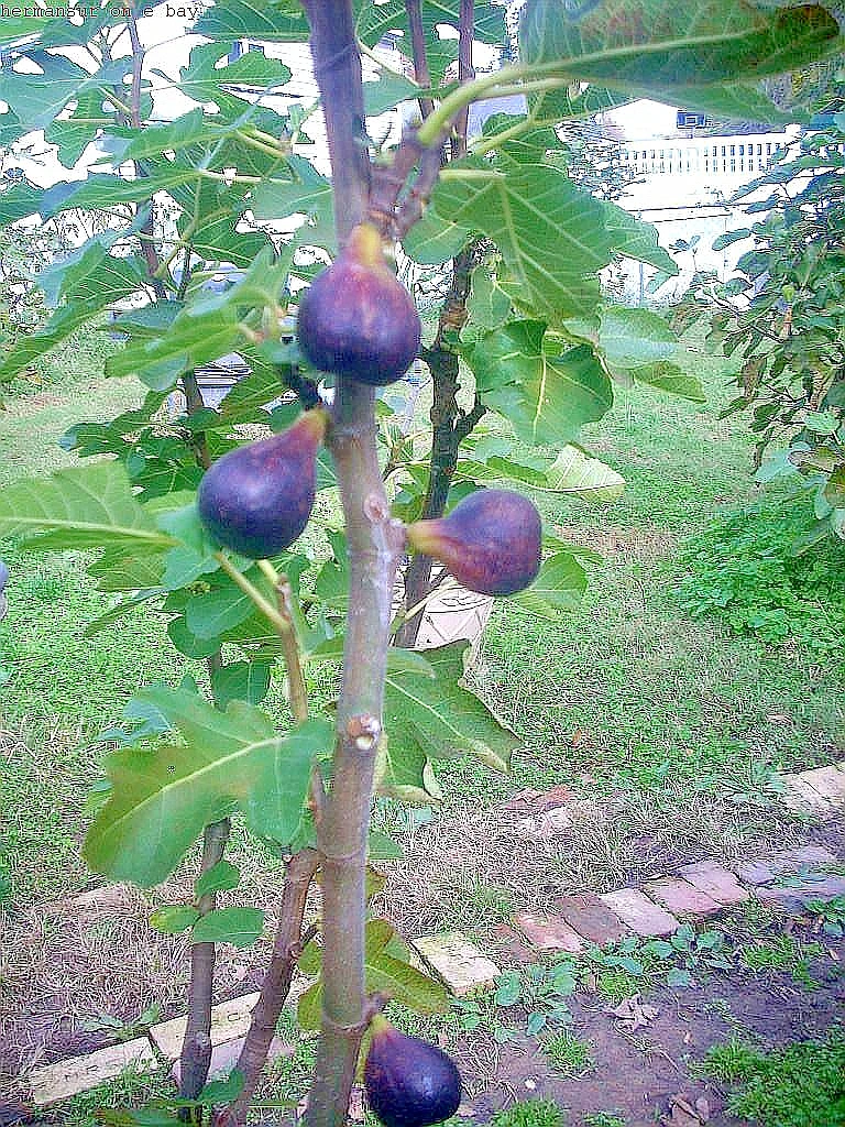 Vasilika Black Fig Tree Cuttings – Ficus carica, 6 Unrooted Hardwood Cuttings for Propagation