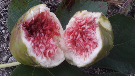 White Adriatic Fig Cuttings 5pcs | Ficus carica Live Propagation Wood | Fresh 8–10” Cuttings | Sweet White Fig Variety for Planting