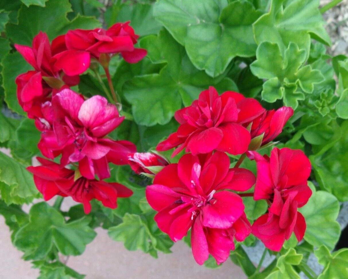 Rose Red Citronella Ivy Geranium Cuttings – 3 Live Pelargonium peltatum Stems 6 Inch Long for Planting