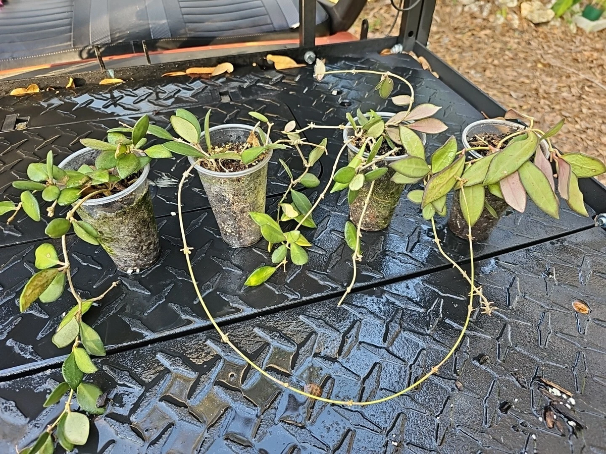 Hoya Burtoniae Rooted Cutting – Wax Plant, Bare Root Shipped, Trailing Indoor Houseplant (Not DS-70)