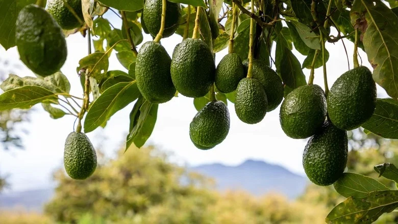 Rare Cleopatra Avocado Cuttings – 5 Fresh Wax-Dipped Scions for Grafting, Premium Persea americana Wood