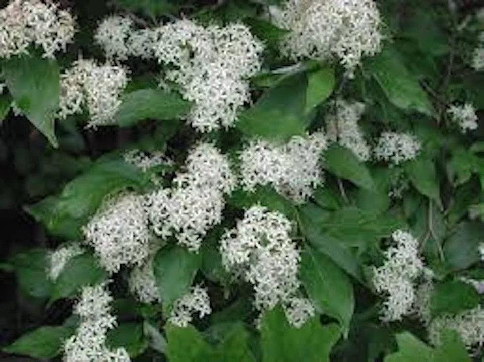 Red Twig Dogwood Shrub – 12–24 Inch Live Plant, Cornus sericea Coral Dogwood for Landscape Planting
