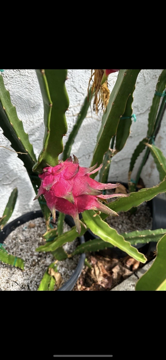 Taiwan Ruan Zhi Da Hong Dragon Fruit Cutting – 10–15 Inch Unrooted Pitaya Stem for Planting