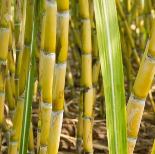 Yellow Sugarcane Cuttings – 20 Saccharum Officinarum Stalk Pieces 18in Long with 3–4 Nodes Each for Planting