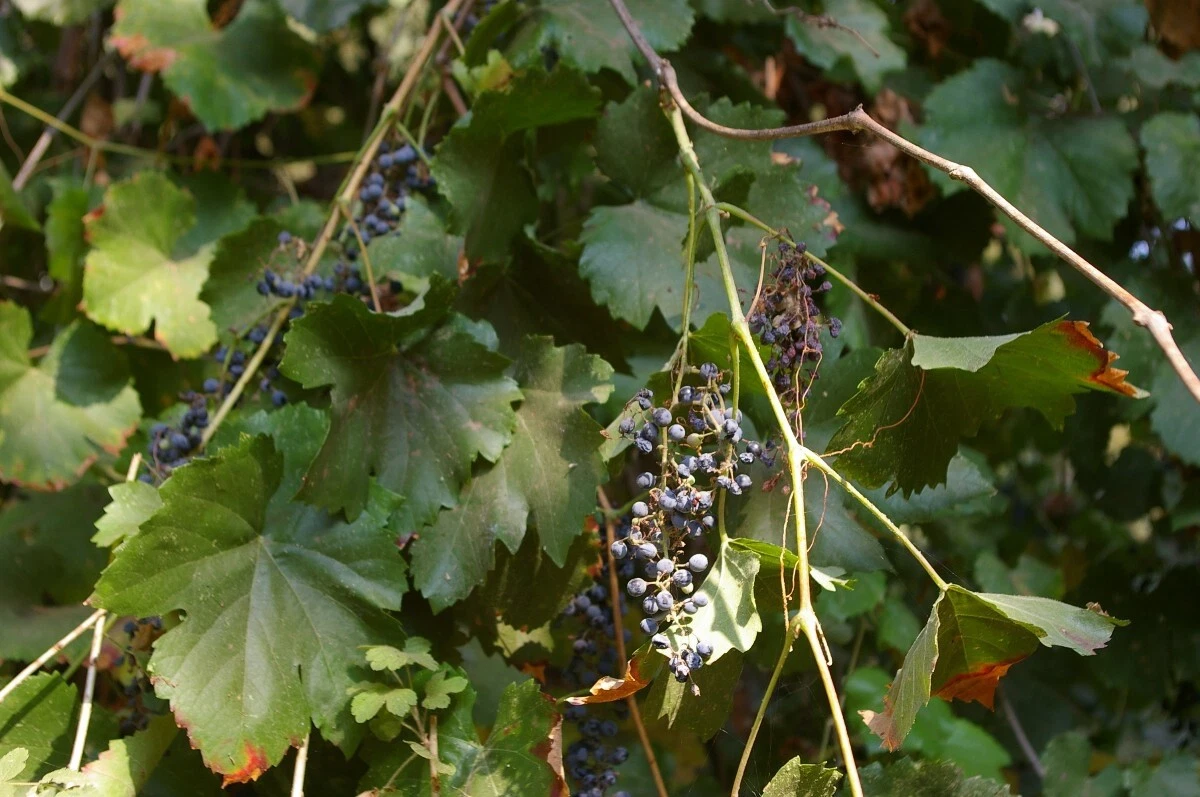 Wild Grape Vine Cuttings for Planting – 5 Unrooted Vitis Cuttings, Organic Grown, Never Sprayed