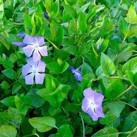 Vinca major Periwinkle Vine – 10 Rooted Cuttings 15–20 in. – Live Purple Flowering Groundcover Plant