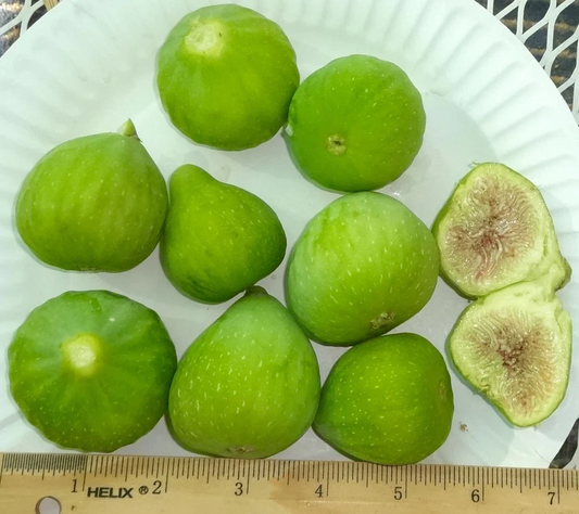 Desert King Fig Tree Cuttings – 3 Live Yellow Fig Cuttings, Ficus carica for Propagation Zones 5–9