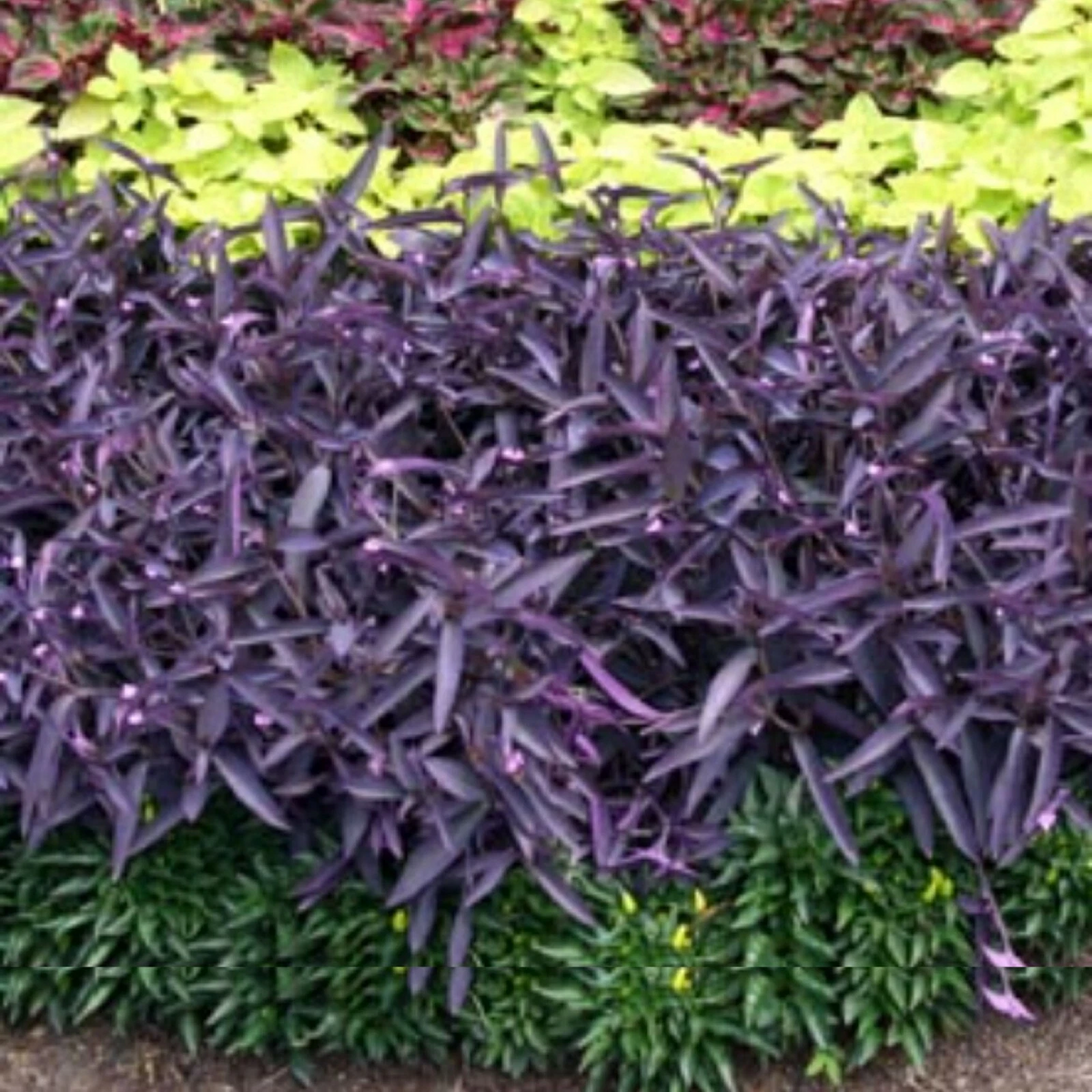 Wandering Jew Purple Cuttings – 10 Live Tradescantia Pallida Cuttings for Indoor or Outdoor Planting