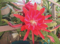 Epiphyllum Orchid Cactus Cuttings – 3 Live Epiphyllum Cuttings, 8–12 Inch Mixed Cultivars Including Lily Voodoo